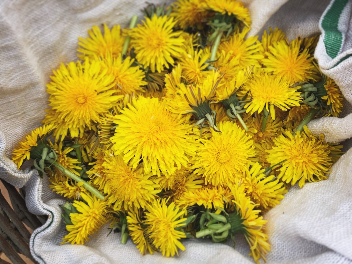 Empower Inner Wisdom with Dandelion