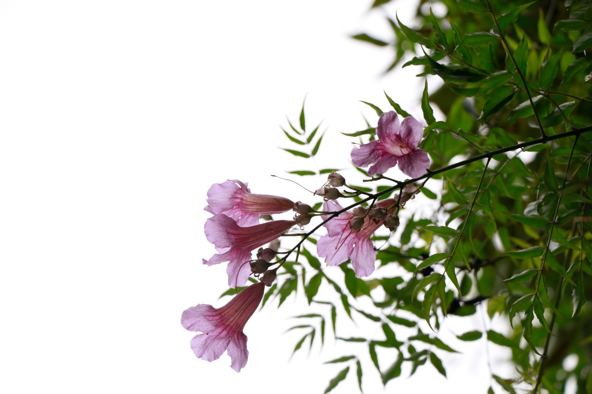 The Wild Call to BE who I am Becoming